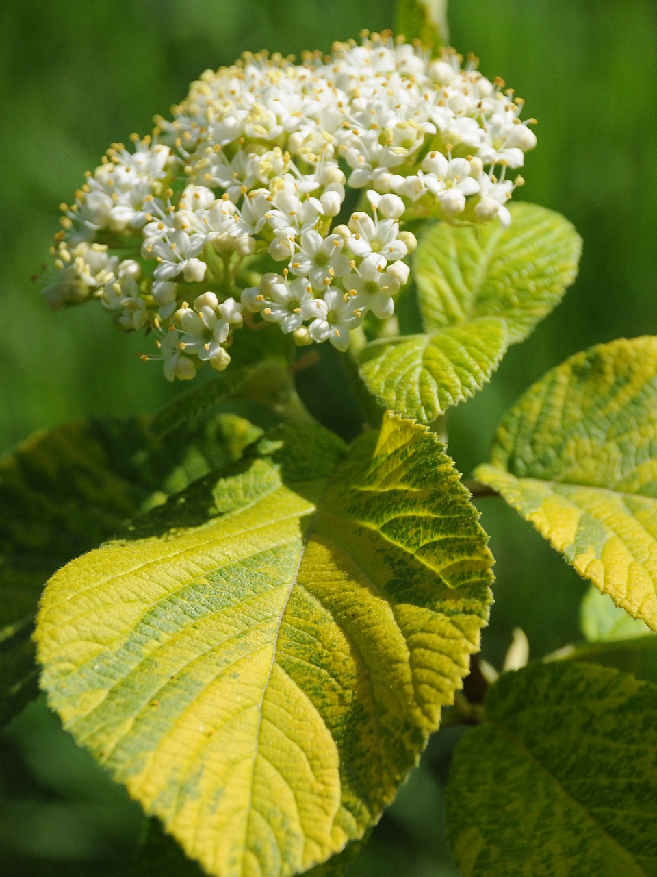 Изображение особи Viburnum lantana.