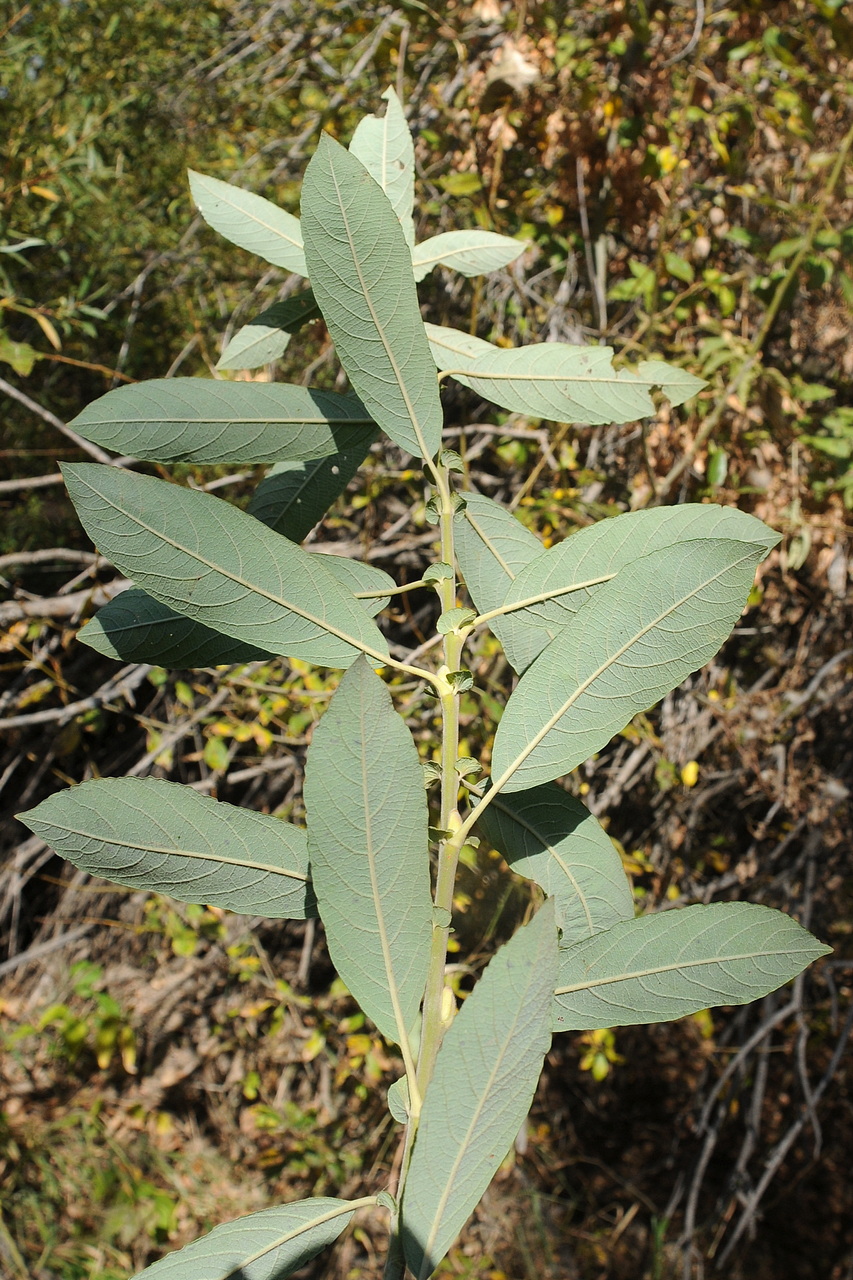 Изображение особи Salix iliensis.