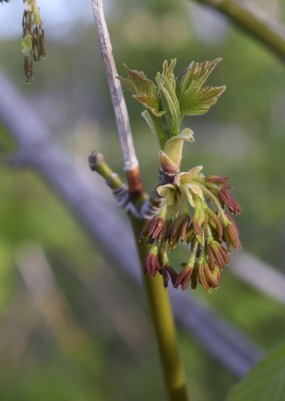 Image of Acer negundo specimen.