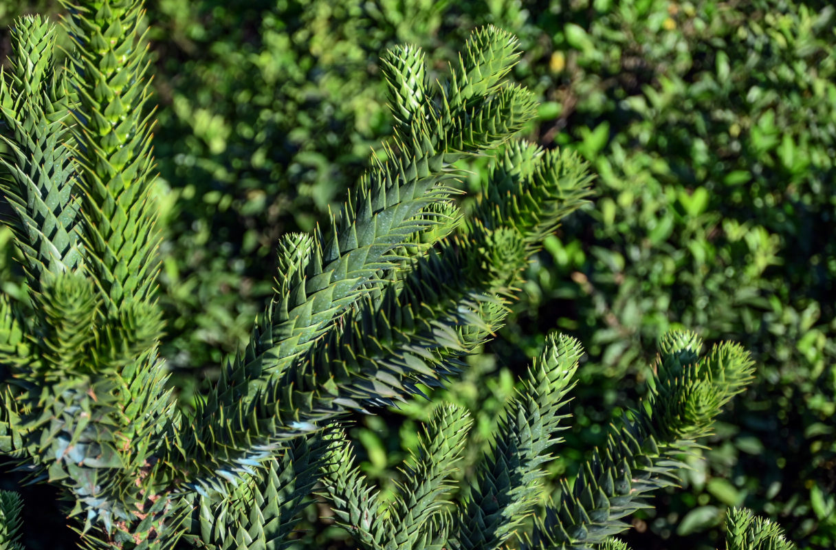 Изображение особи Araucaria araucana.