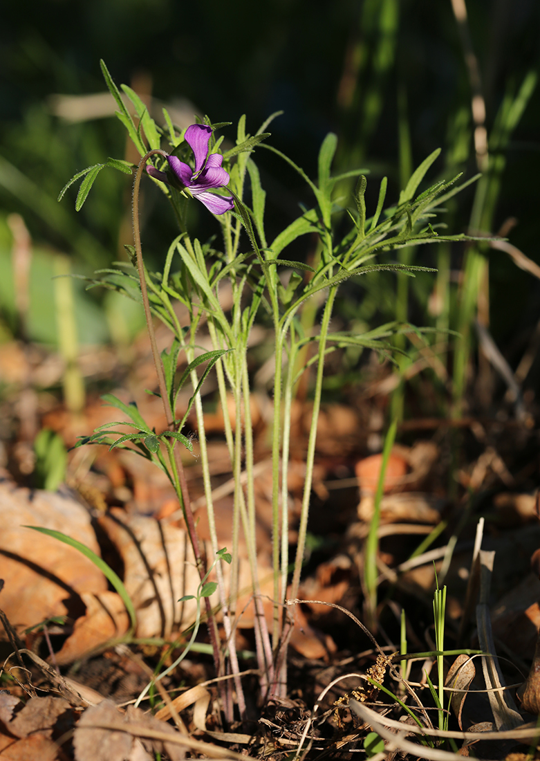 Изображение особи Viola dissecta.