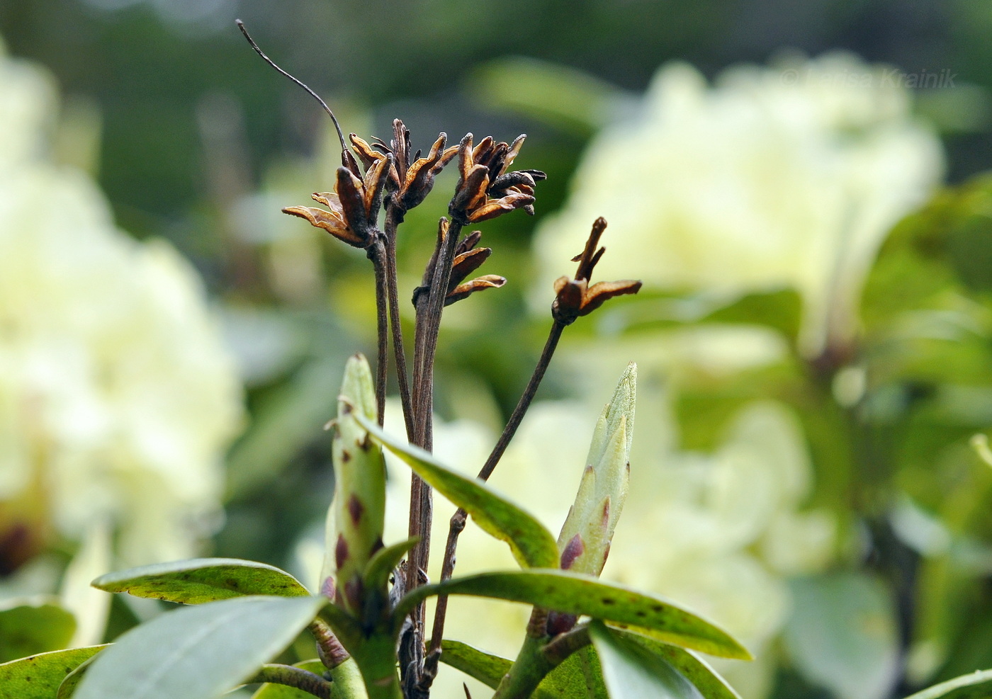 Image of Rhododendron aureum specimen.