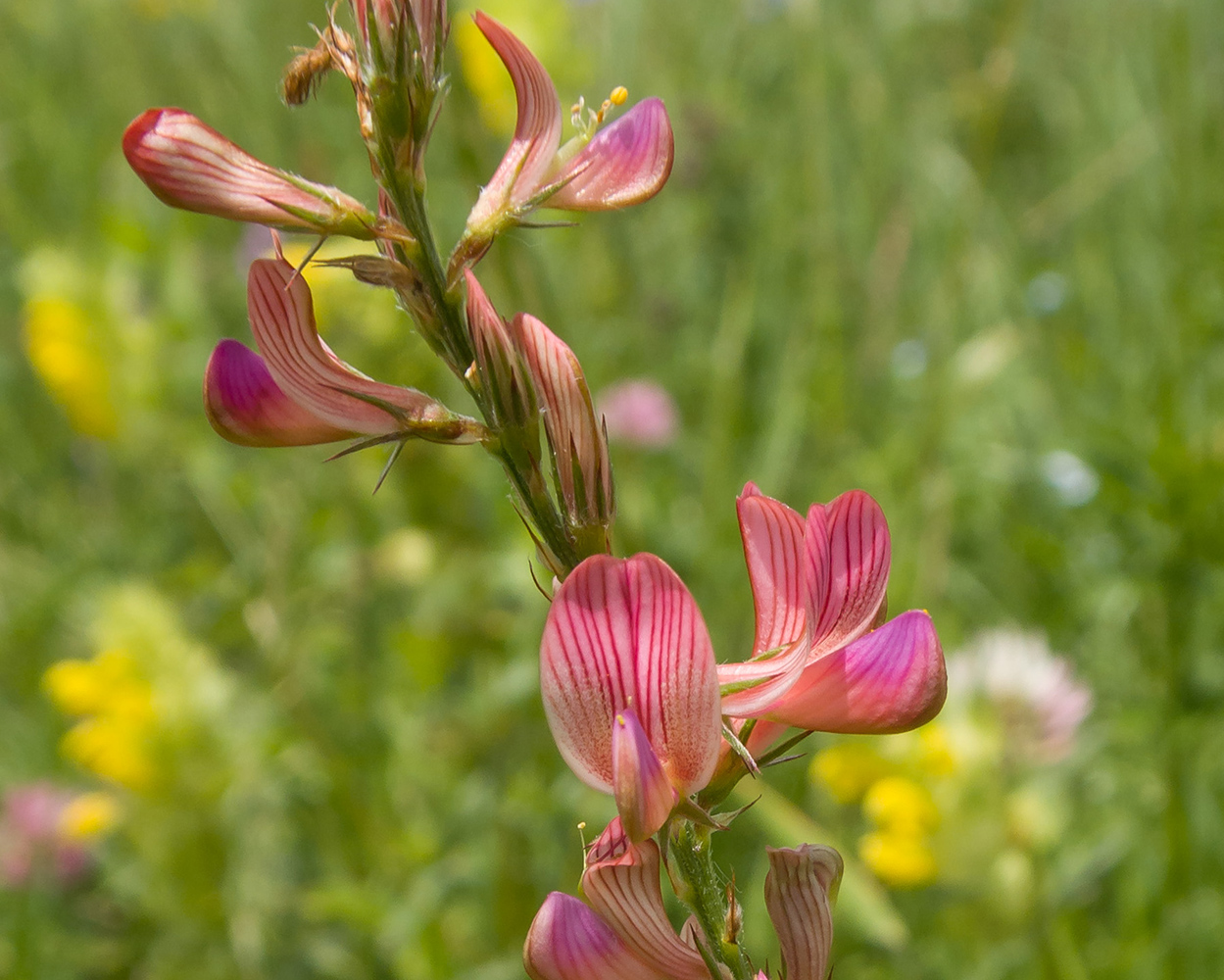 Изображение особи Onobrychis inermis.