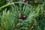 Pinus pumila