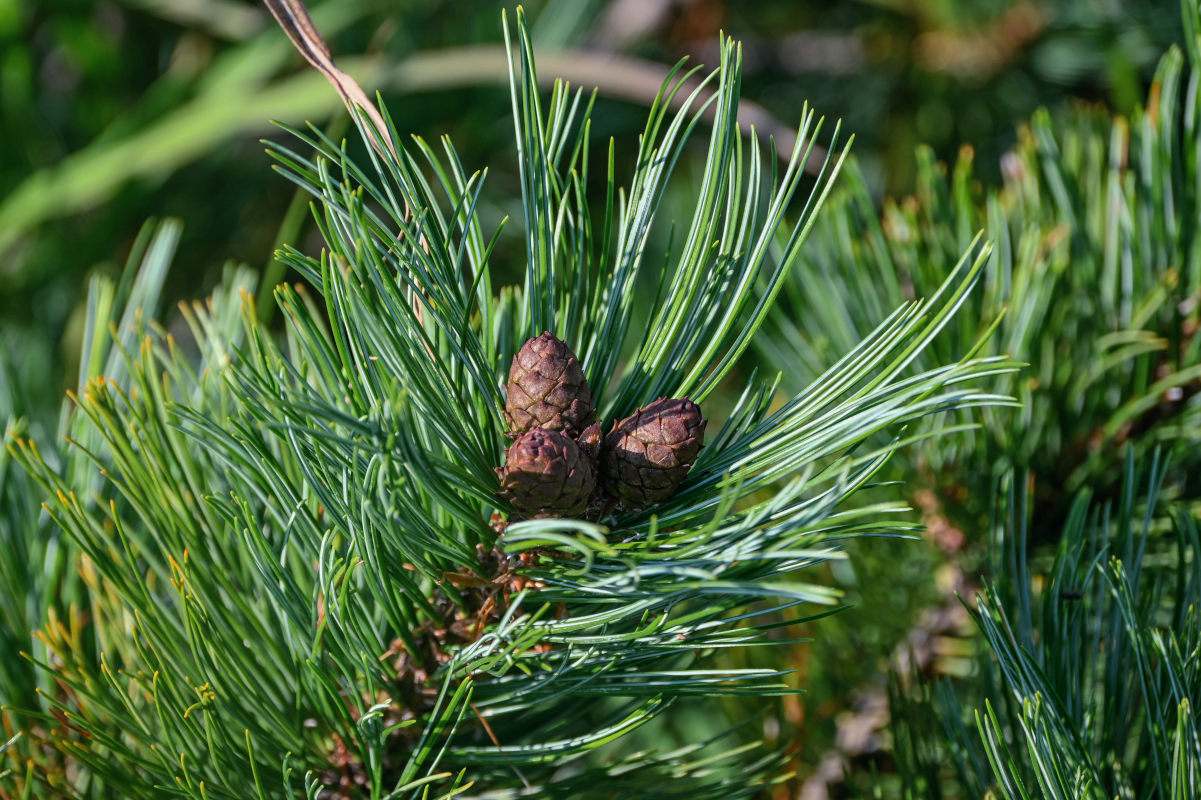 Image of Pinus pumila specimen.