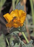 Glaucium flavum