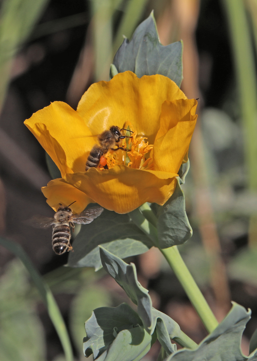 Изображение особи Glaucium flavum.