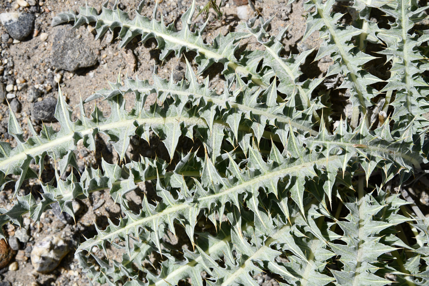 Image of genus Cousinia specimen.