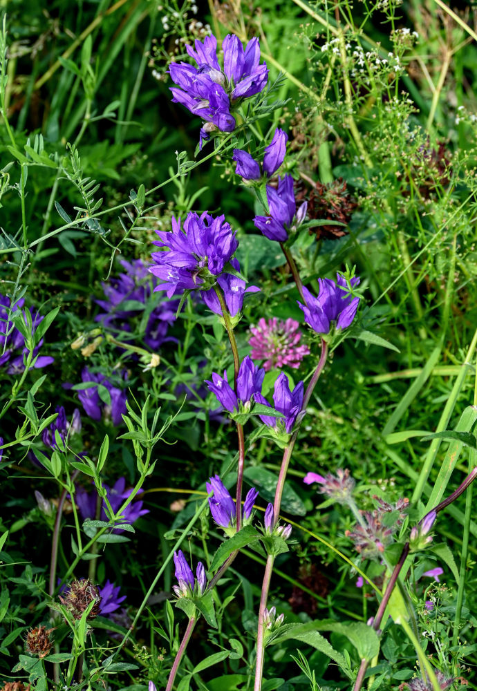 Image of Campanula glomerata specimen.