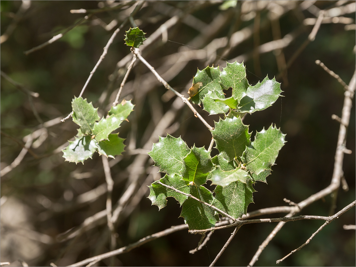 Изображение особи Quercus coccifera.