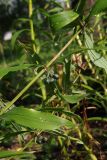 Polygonatum cirrhifolium