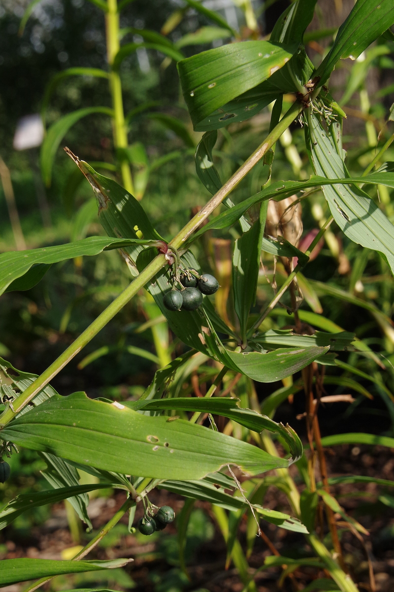 Image of Polygonatum cirrhifolium specimen.