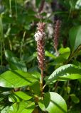 Salix arctica