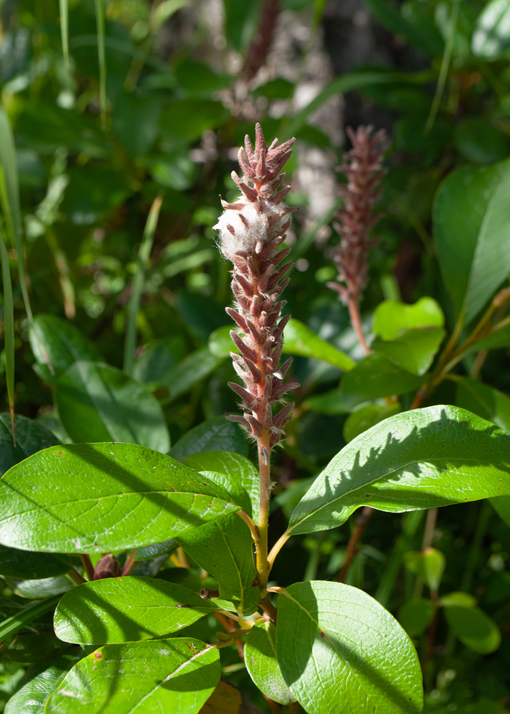 Изображение особи Salix arctica.