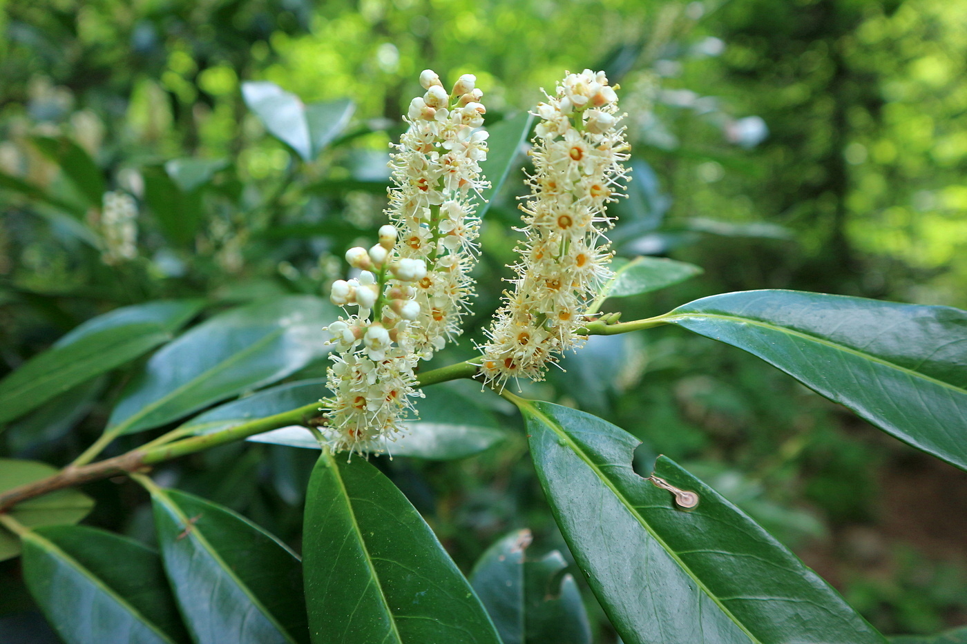 Image of Lauro-cerasus officinalis specimen.