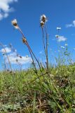 Scorzonera humilis. Плодоносящее растение. Ленинградская обл., Волосовский р-н, окр. дер. Донцо, замшелый суходольный злаково-разнотравный луг на карбонатной почве. 22.06.2024.