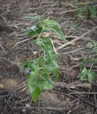 Atriplex sagittata