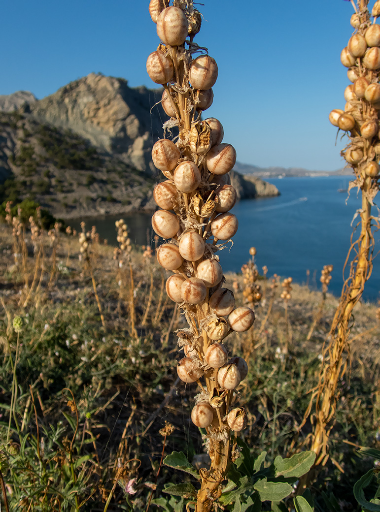 Изображение особи Asphodeline lutea.