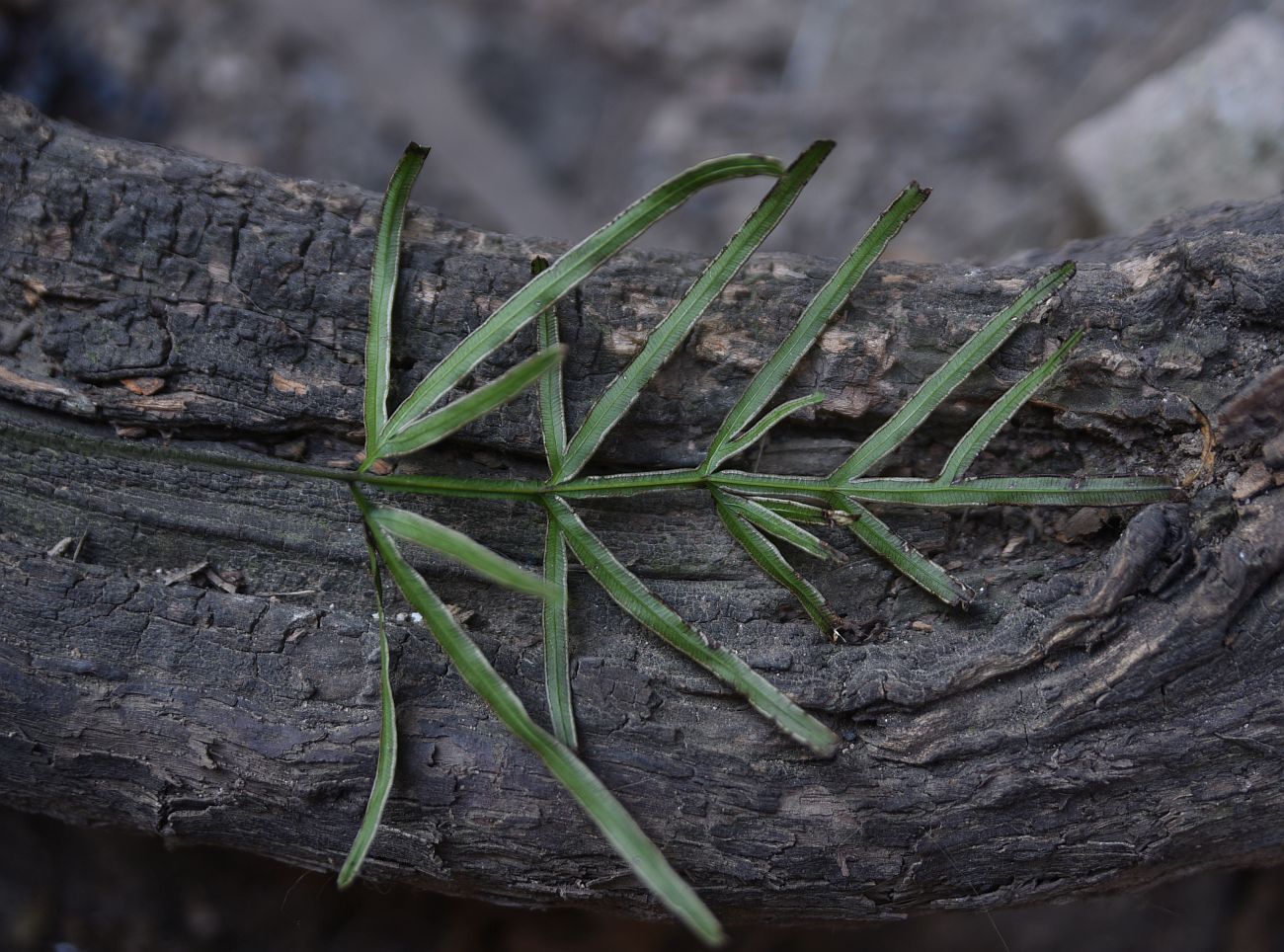 Image of Pteris multifida specimen.