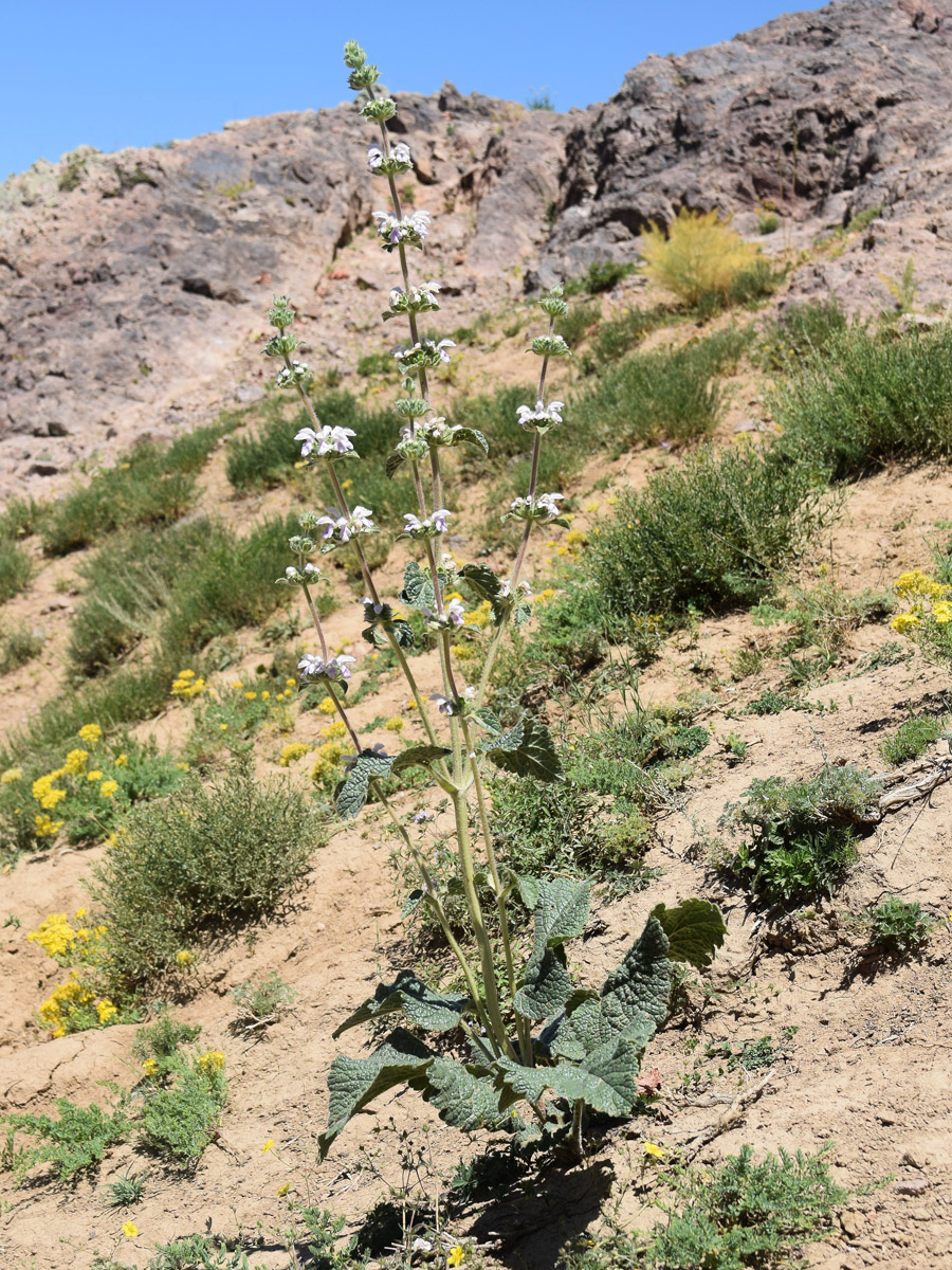 Изображение особи Phlomoides ostrowskiana.