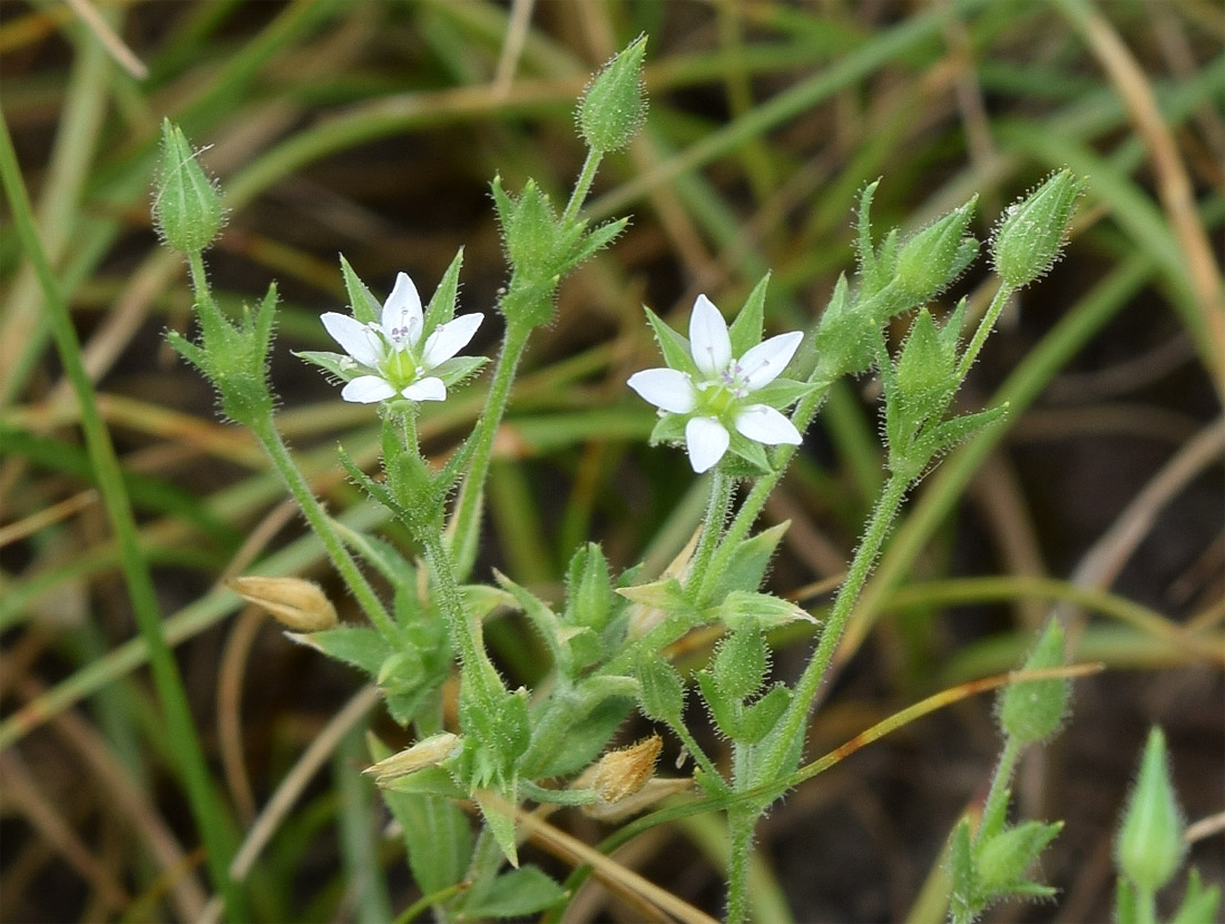 Изображение особи Arenaria serpyllifolia.