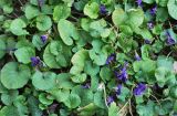 Viola odorata. Цветущие растения. Узбекистан, г. Ташкент, пос. Улугбек, глинистая почва, в культуре. 21.02.2015.
