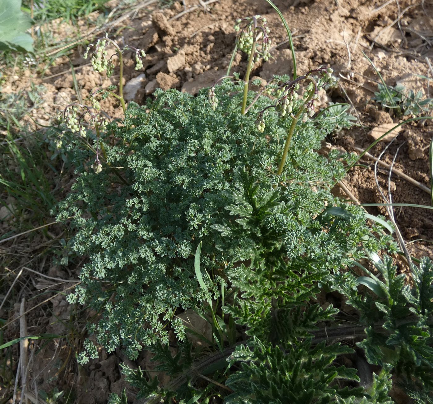 Image of Thalictrum isopyroides specimen.