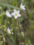 Holosteum glutinosum
