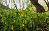 View full-size image Uvularia grandiflora