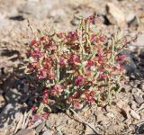 View full-size image genus Anabasis