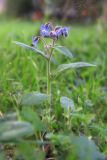 View full-size image Borago officinalis