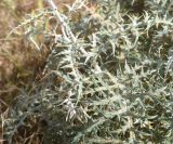 View full-size image Echinops spinosissimus