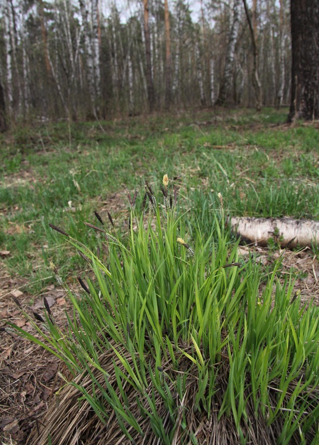 Image of Carex nigra specimen.