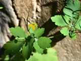 View full-size image Chelidonium majus