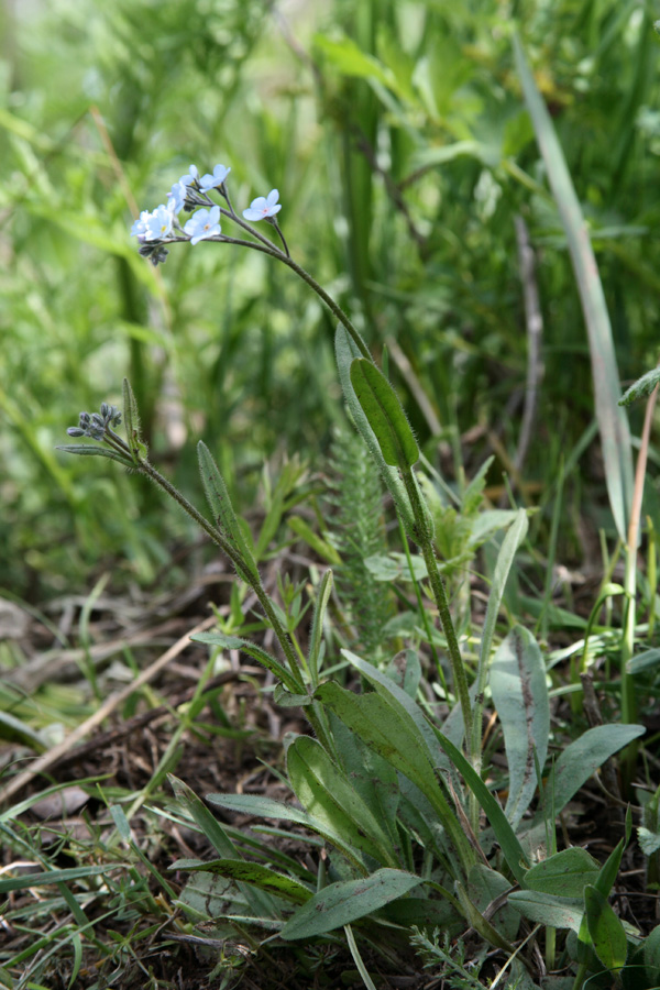 Изображение особи Myosotis imitata.