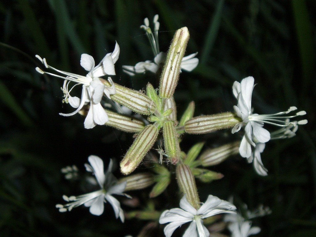 Image of Silene viscosa specimen.