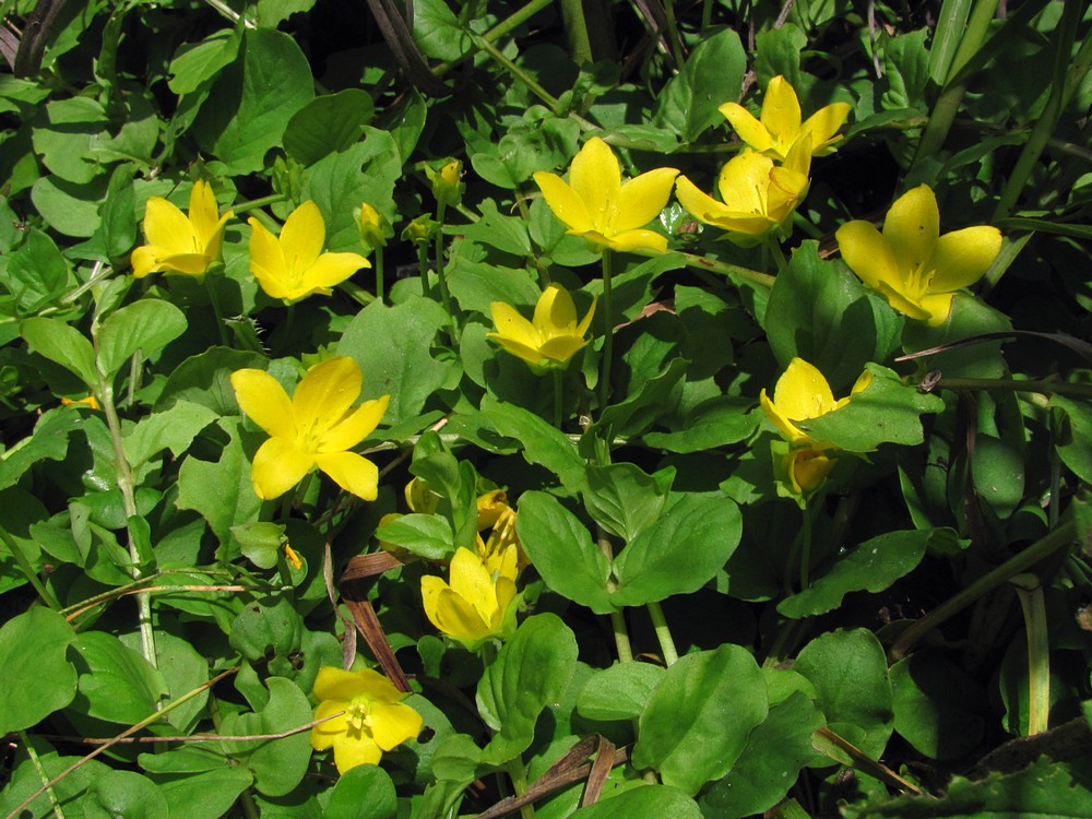 Image of Lysimachia nummularia specimen.