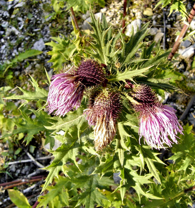 Image of Cirsium gagnidzei specimen.