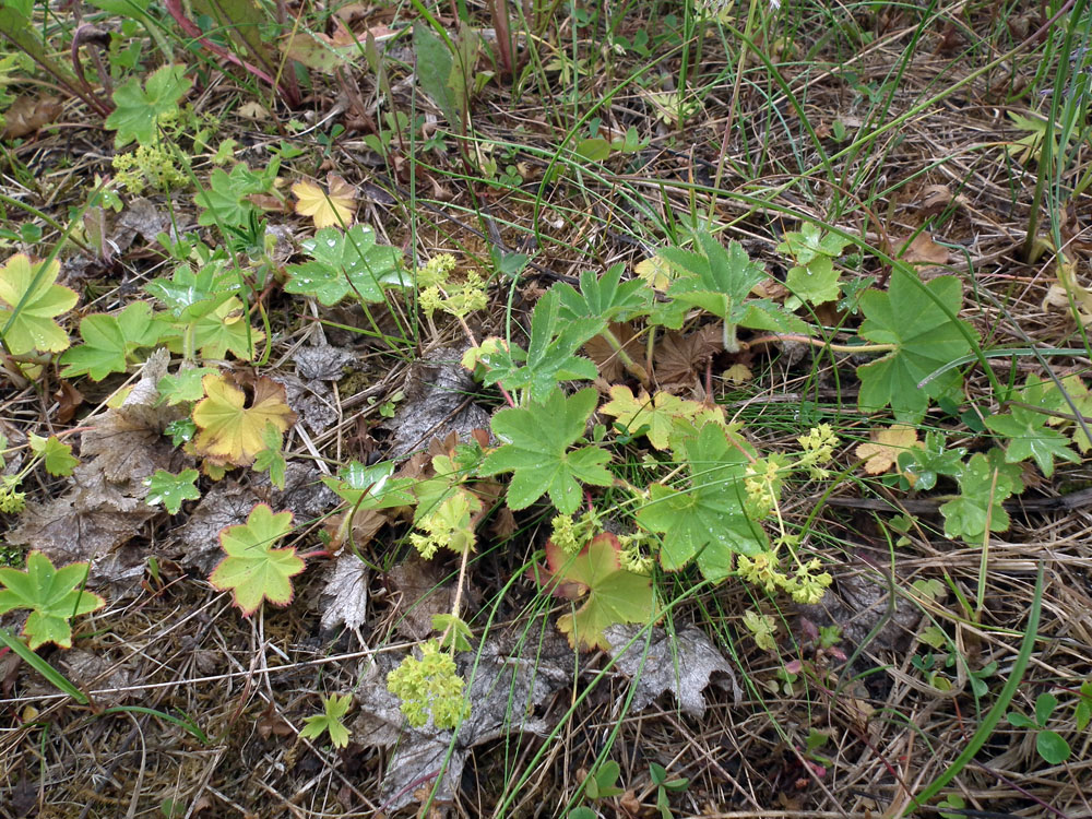 Изображение особи род Alchemilla.