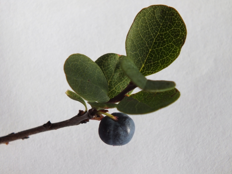 Image of Vaccinium uliginosum specimen.