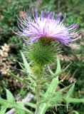 Cirsium laniflorum. Верхушка побега с соцветием. Крым, окр. Ялты, заповедник \"Мыс Мартьян\". 22 августа 2011 г.