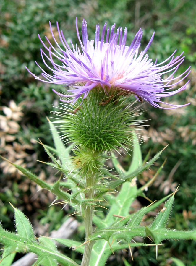 Image of Cirsium laniflorum specimen.