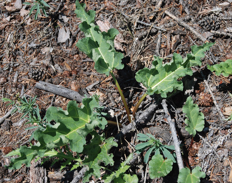 Image of Rheum rhabarbarum specimen.