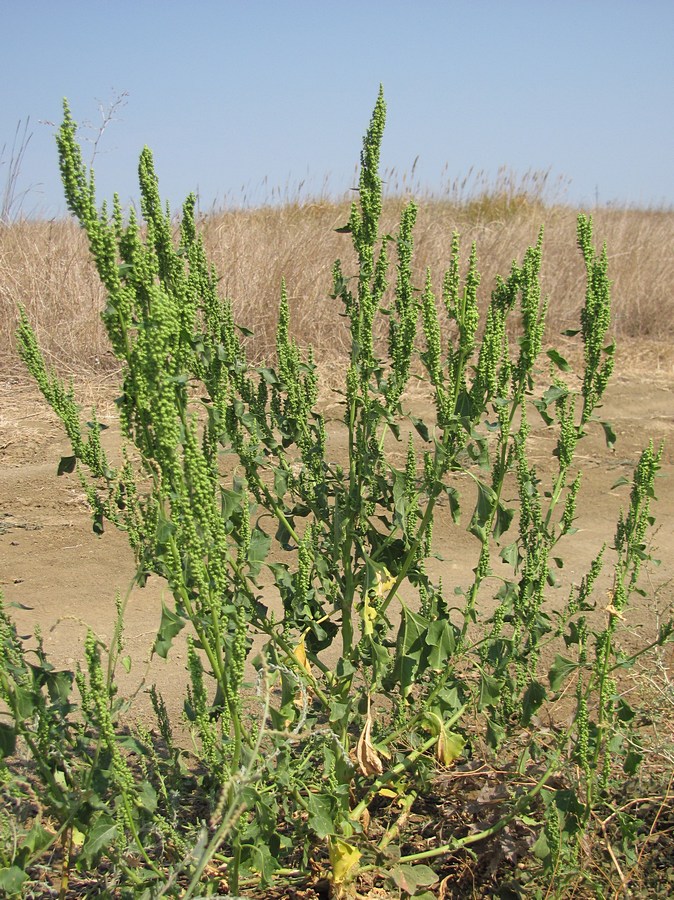 Image of Oxybasis urbica specimen.