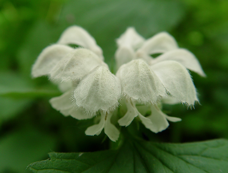 Image of Lamium album specimen.