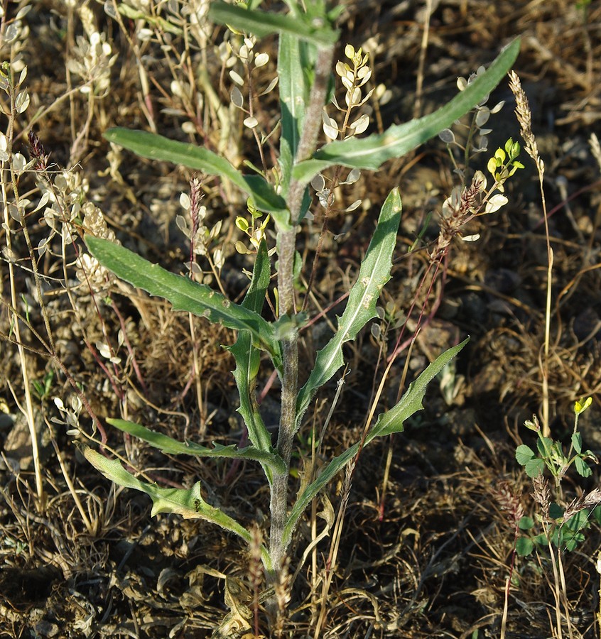 Image of Hyalea pulchella specimen.