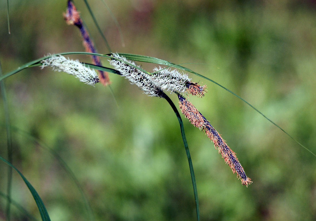 Image of Carex acuta specimen.