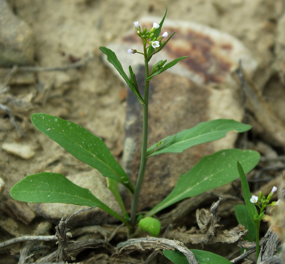 Image of Goldbachia torulosa specimen.