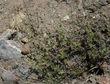 Semenovia furcata. Плодоносящее растение. Таджикистан, Памир, долина р. Бардара. 09.08.2011.