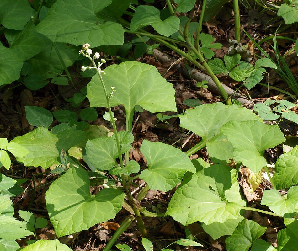 Image of Adenocaulon adhaerescens specimen.